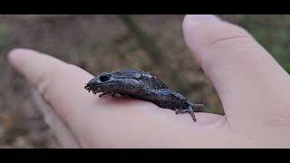 Bluespotted Salamander Ambystoma laterale [upl. by Ayekan]