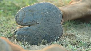 The soles of camels feet are cushioned and hard ऊंट के पैरों के तलवे गद्दीदार और सख्त होते हैं [upl. by Leonelle]