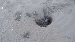 Schlüpfen der Meeresschildkröten am Strand I  Costa Rica [upl. by Ehav]