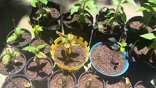 Growing Cherry tree from a seed  Update 1 [upl. by Bobinette471]