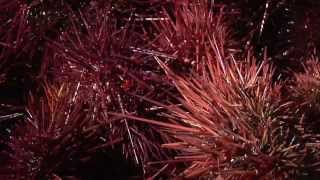 Red Sea Urchins [upl. by Morell]