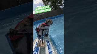 Waterskiing squirrel tour starts now shortsfeed animalshorts squirrel family pets [upl. by Nierman]