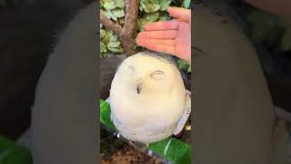 Cute owl🦉 love happy owl shorts viralvideo relaxingmusic sheknowsal nature loving [upl. by Nnaillij296]