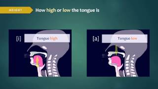 Introduction to Articulatory Phonetics Vowels [upl. by Assiren]