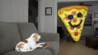 Dog vs Giant Pizza Slice Funny Dog Maymo [upl. by Sheya]