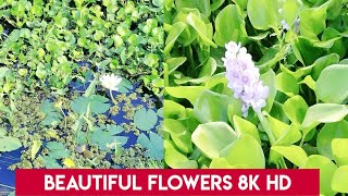 Water Hyacinth The Most Beautiful Flower 🪻🪻 Jalkumbhi Plant ManasiBaliarsinghVlogs [upl. by Graeme882]