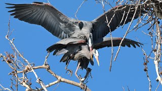 20240219 Great Blue Herons In Flagrante Delicto [upl. by Oleic326]