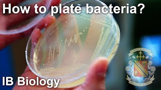 Bacterial Isolation on Petri Dish  Biology Lab Techniques [upl. by Frey]