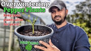 How to save pepper plants over winter  quotSimple and Easyquot garden greentgarden [upl. by Ecaidnac268]