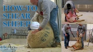 How to shear sheep  blow by blow [upl. by Edrahc958]