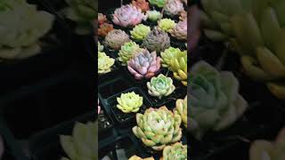 Varieties of Echeveria echeveriasucculant garden succulentobsessed cute colourful short [upl. by Horick]