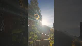 Sunflower nature sunrise reels ytshorts [upl. by Marba]