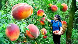 I Harvested Peach for 30 Days and Made THOUSANDS at the Market [upl. by Anika]