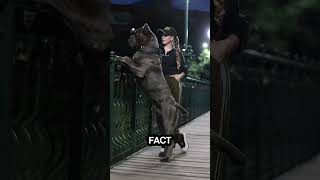 CaneCorso vs Boerboel Battle of the Ultimate Guard Dogs pets shorts quickdogfacts amazing fact [upl. by Nnairb]