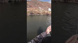 Fly fishing lower Provo for whitefish in Utah fishing flyfishingonly troutreel troutlure [upl. by Naj]