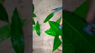 Diy mango decor mango leaf decor decoration [upl. by Porche]