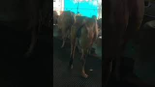 gircow cow cowlover cowfarm cowvideos cows cowboys gaumata shorts [upl. by Eirot]