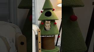 is this christmas tree worth it 👀🎄 cat christmas [upl. by Tad]