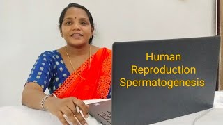 Spermatogenesis in Human Reprodction 12 th Standard [upl. by Nevile491]