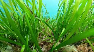 【映像記録】揺れるアマモの林で巧みに擬態するヨウジウオを見る Can you spot the Pacific seaweed pipefish [upl. by Annora]