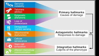 What are the Hallmarks of Aging Part One [upl. by Ronalda]