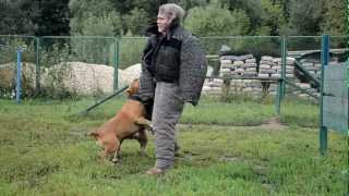 Amstaff protection dog training 6 [upl. by Kim994]