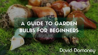 A guide to garden bulbs for beginners [upl. by Anait564]