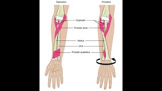 Wrist supination and pronation exercises [upl. by Odlareg]