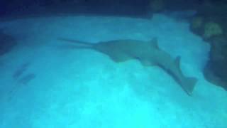 Random Longnose Sawshark [upl. by Geehan]