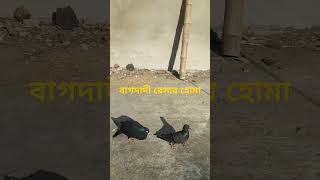 Bagdadi Resar Homa pigeonbazz pigeon kabutar babypigeon viralvideo [upl. by Damek]