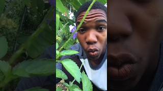 Blue Vervain Herb Benefits You Need To Know health herbs natural shorts [upl. by Ruggiero908]