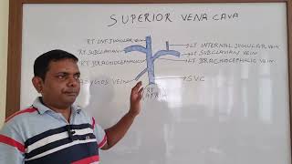 SUPERIOR VENA CAVA ANATOMY ANATOMY LECTURE OF SUPERIOR VENA CAVA THORAX ANATOMY [upl. by Teilo355]