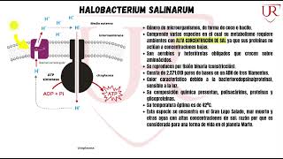 Archeas  Halobacterium Salinarum  Trabajo Grupal  Microbiología VII semestre [upl. by Aihsas50]