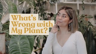 Plant ProblemSolving Skills Every Plant Parent Needs  Plant Care 101 [upl. by Akayas]