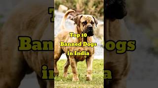 Top 10 Banned Dog Breeds in india [upl. by Terrell]