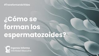 ¿Cómo se producen los espermatozoides  Ingenes [upl. by Orihakat]