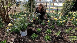 Planting Amsonia Hydrangeas Gingko amp Baptisia  Aerating the Lawn 🌿🌿🌿  Garden Answer [upl. by Hesoj]