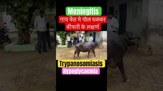 Hypoglycaemia l Trypanosomiasis l dr Umar Khan [upl. by Lectra]