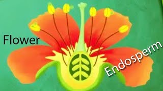 Endosperm Exercises Biology Question  Cambodia Biology  Topic [upl. by Boaten377]