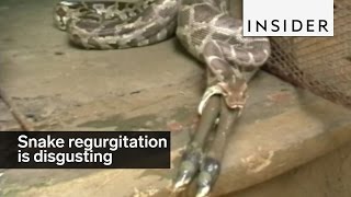 Snake regurgitation is disgusting and potentially deadly [upl. by Ashlin]