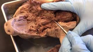 Fetal Pig Opening of the Thoracic and Abdominopelvic Cavities Demonstration [upl. by Asilef132]