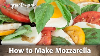 How to Make Organic Mozzarella Cheese [upl. by Aryl]