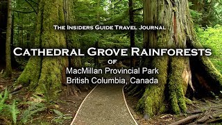 Cathedral Grove Rainforests on Vancouver Island HD [upl. by Pizor736]