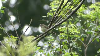 Female variable seedeater calling shorts [upl. by Ahcila]