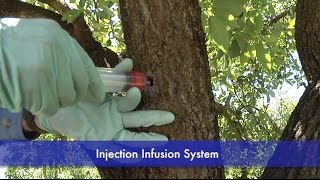 Injection Infusion Demonstration on an Avocado Tree [upl. by Sadie]