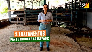 Como controlar carrapatos bovinos Veja 3 formas de tratamentos [upl. by Kemp]