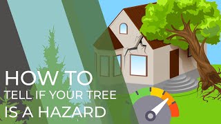 Is Your Tree Hazardous 3 Things to Consider [upl. by Hattie]