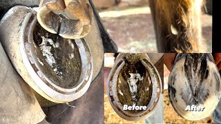 Helping horse with long hooves  Horse hoof restoration [upl. by Valentin59]