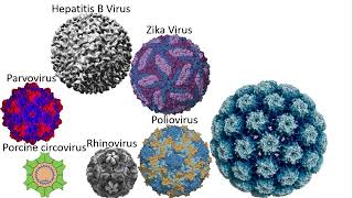 Viruses Size Comparison 2023 ft KuyaEthanStickman [upl. by Aicenat651]