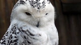 SchneeEule Weibchen Bubo scandiacus Nyctea scandiaca Snowy Owl Harfang Des Neiges Schneeeule [upl. by Tennek]